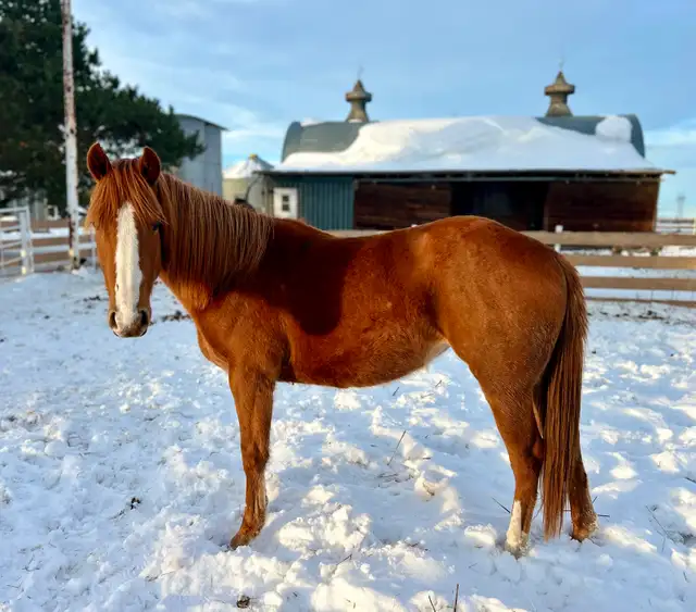 2yr old Dash Ta Fame Barrel Futurity Prospect  in Horses & Ponies for Rehoming in St. Albert - Image 3