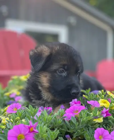 Purebred German Shepherd Puppies CKC Reg'd, View more