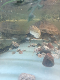 Female yellow pond turtles