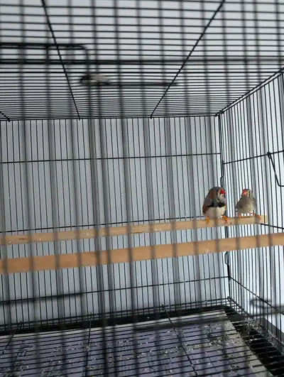 Finch Pair - Sebastien & Hershey — Bonded Fi..., View more