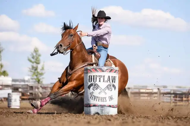 SSR SPECIAL PERKS 2025 Bay Colt in Horses & Ponies for Rehoming in Swift Current - Image 7