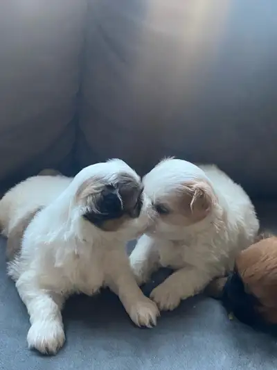 Exotic Puppies Non- Shedding ,Non Hypoallergenic, View more