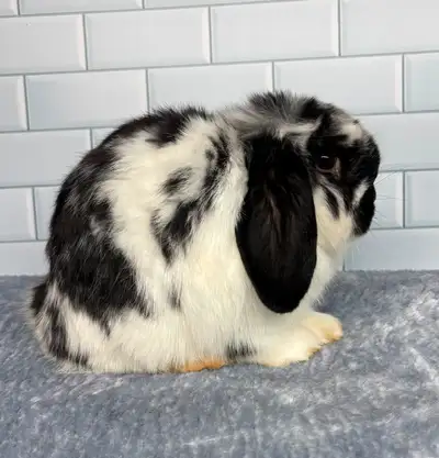 ✨ Beau bélier hollandais mâle noir et blanc , né le 6 mars 2025, cherche sa future famille ✨ ✅ Vermi...