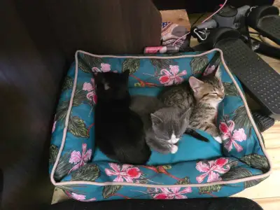 8 week old kittens , View more