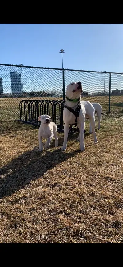 We are proud to present our fifth-generation Dogo Argentino litter, now approaching 3 weeks of age....