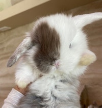 purebred holland lop bunny Hamilton Ontario Preview