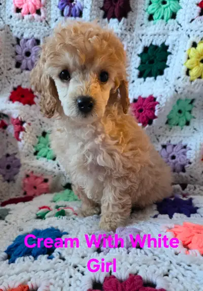 Miniature Poodle Pups, View more