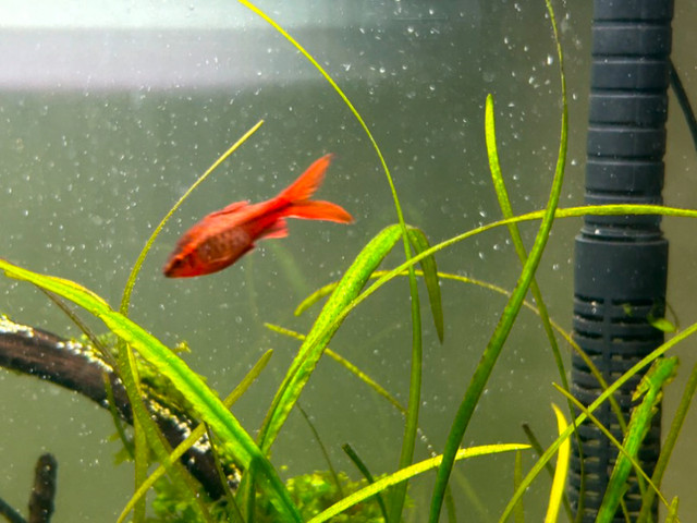 Tropical fish: Cardinal Tetra and Red Cherry Barb in Fish for Rehoming in Edmonton - Image 2