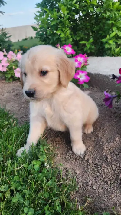Golden Retrievers, View more