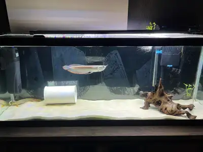 55 gallon aquarium comes with. hang on filter 1 glass lid led light driftwood 1 sand fish are not av...