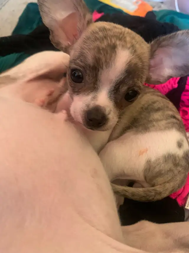 rare brindle pattern pure bred female chihuahua for sale in Dogs & Puppies for Rehoming in City of Toronto - Image 7