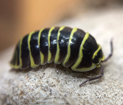 Armadillidium maculatum 'yellow zebra', View more