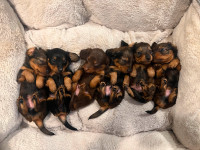 Purebred Longhaired Mini Dachsunds for Sale.