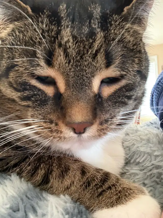 Friendly Cat for Rehoming