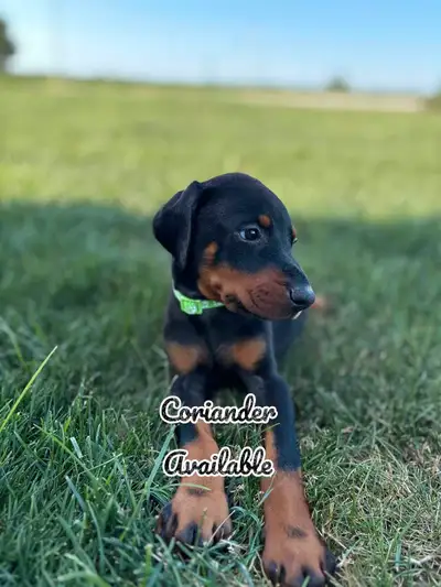 European Doberman Puppies., View more