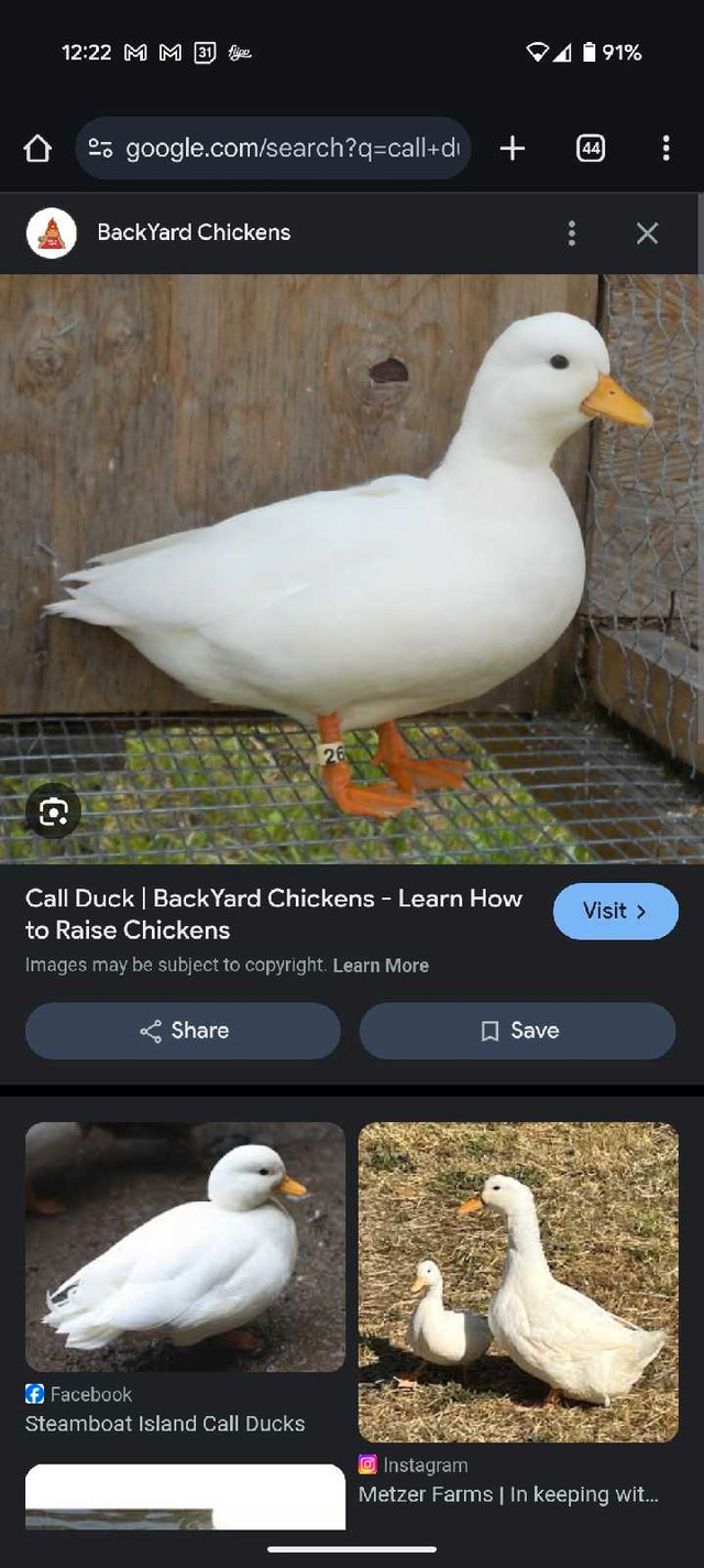 Wanted White Call Duck Female in Livestock in Kingston