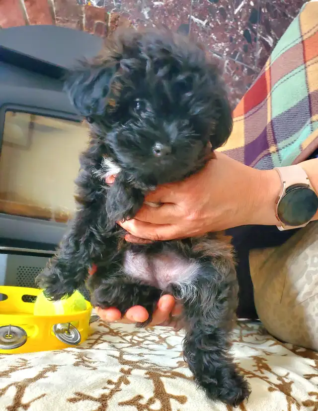 Yorkie poo- SOLD!!! in Dogs & Puppies for Rehoming in Oakville / Halton Region - Image 11