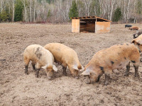 Bred sows