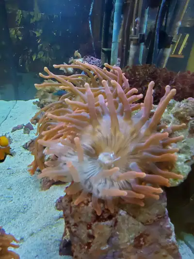 Large bubble tip anemonie, View more