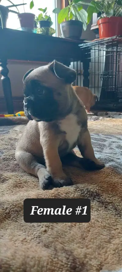 French Bulldog, View more