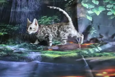 Leopard Look Bengal kittens – brown, silver rosetted - TICA, View more