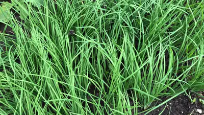 Garlic Chives / Chinese Chives 40 Live Plant Bare Roots - $5 100 Live Plant Bare Roots - $10 Hardy P...