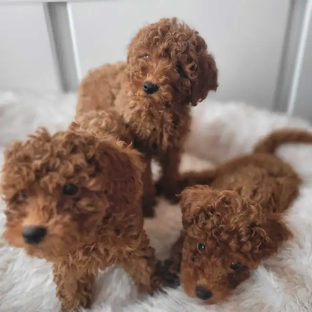 Dark Red miniature poodle puppies ready for rehome in Dogs & Puppies for Rehoming in City of Toronto - Image 3