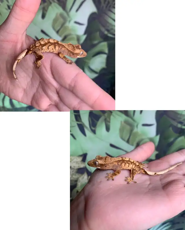 Crested Geckos ($75-$250) in Reptiles & Amphibians for Rehoming in Moncton - Image 7