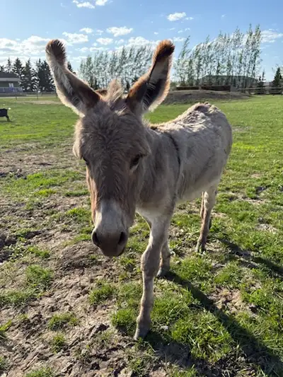 Selling our 1 year old intact Jack. The Dad is a miniature, mom is a miniature cross. He’ll make a g...