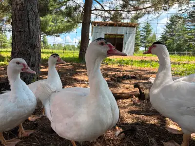 Young Muscovy ducks, View more