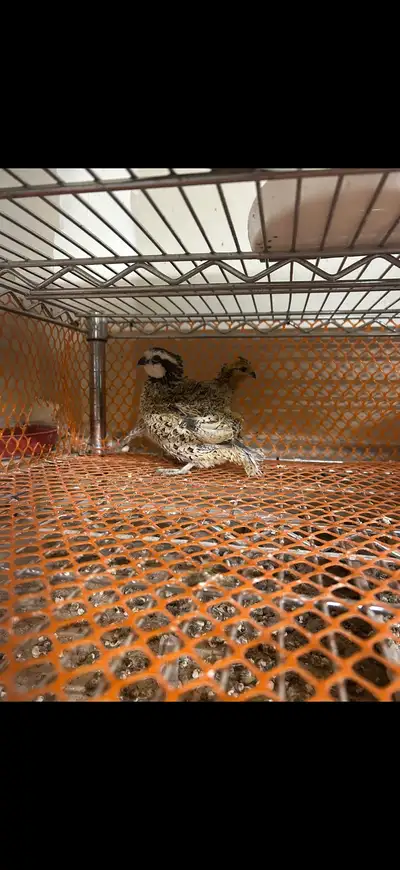 Hi I have a pair of Mexican speckled bobwhite quails for sale. They are young adults. Asking $30 for...