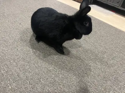 Female rabbit needs to be rehomed. 2 years old Pickup upper gage/mohawk