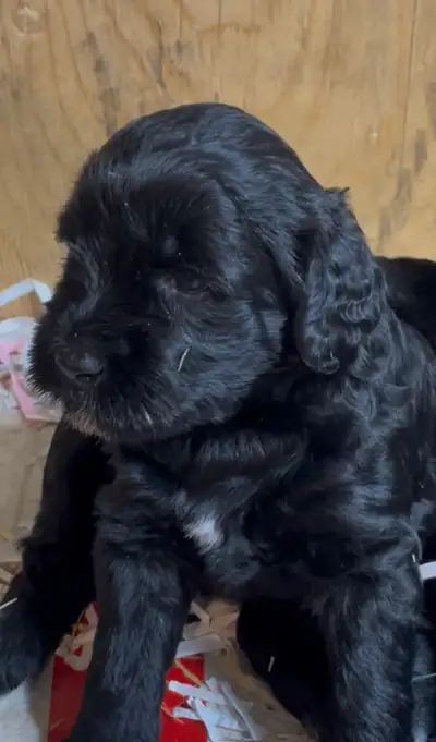 We have 3 absolutely adorable female puppies available from our summer litter of Portuguese Water La...