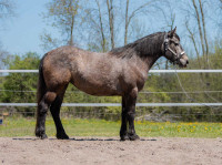 4 year Old Brabant X mare 