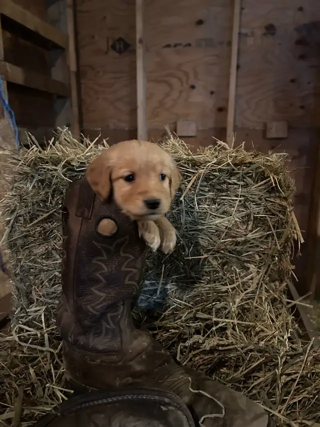 Purebred Golden Retriever Puppies in Dogs & Puppies for Rehoming in Chilliwack - Image 6