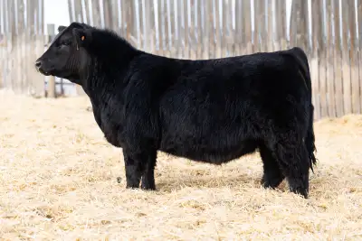 Registered Simmental Bulls for sale. Got a few purebred and a half simmental/angus embryo calf avail...