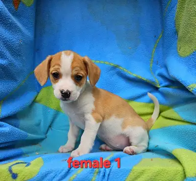 Beagle Jack Russell cross ( Jack-a-bee), View more