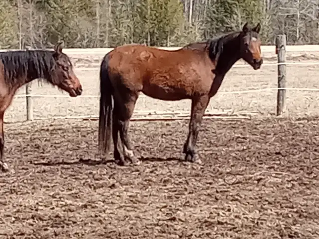 Athletic 5yo Crabbet Arabian filly for sale in Horses & Ponies for Rehoming in Owen Sound - Image 8