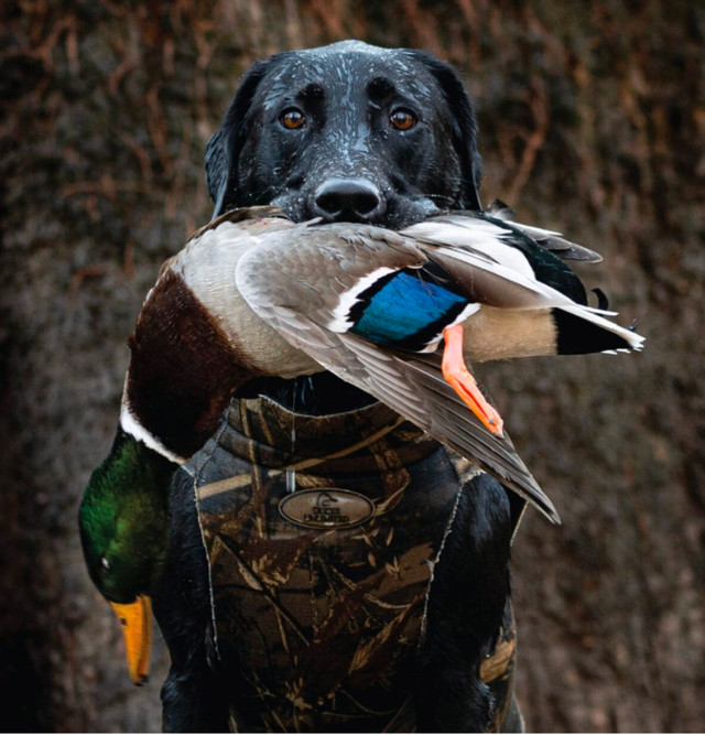 Waterfowl retriever training in Fishing, Camping & Outdoors in Ottawa