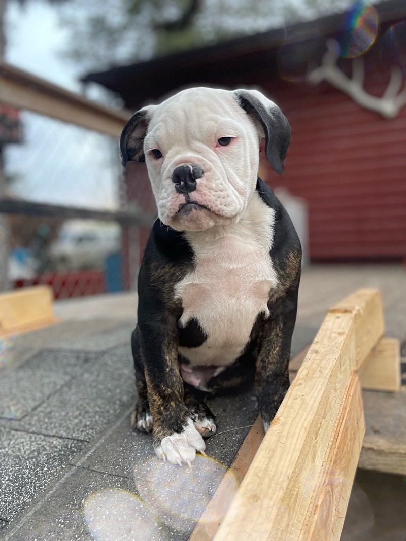 BEAUTIFUL OLDE ENGLISH BULLDOGS Dogs & Puppies for Rehoming Calgary