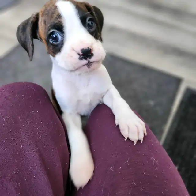 -SOLD- Flashy Brindle Female Boxer Puppy – Ready Now – Last Girl in Dogs & Puppies for Rehoming in Norfolk County - Image 7