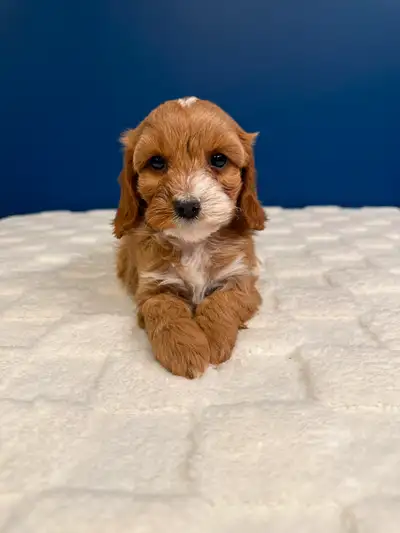 Please contact us at 4169044786 if you would like to come see our adorable puppies in person or if y...