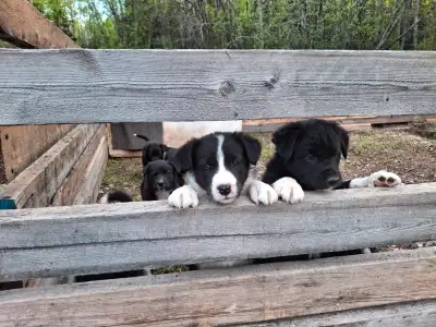 Black and white Lab/Border Collie puppies for sale. Mom learns quickly and is very smart. $100