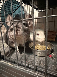 2 chinchillas looking for new home 