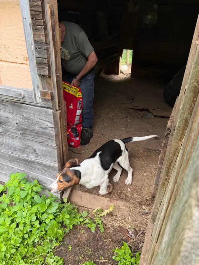 1 year old Beagle  comes from great line of hunting dogs in Dogs & Puppies for Rehoming in Renfrew - Image 3