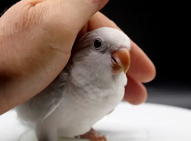 QUAKERS NAM DISPONIBLES in Birds for Rehoming in Laurentides - Image 6