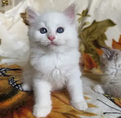 Purebred Siberian Hypoallergenic Kittens !, View more