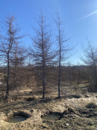 mature tamarack larch norway spruce,  hemlock weeping willow 