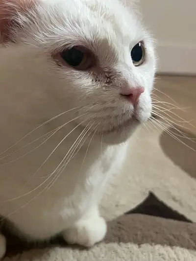 cat beautiful kitty , View more