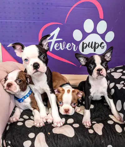 We have beautiful and healthy Bostons terrier black and red colors, that will be ready to be re-home...